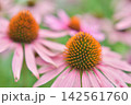 エキナセアの花 142561760