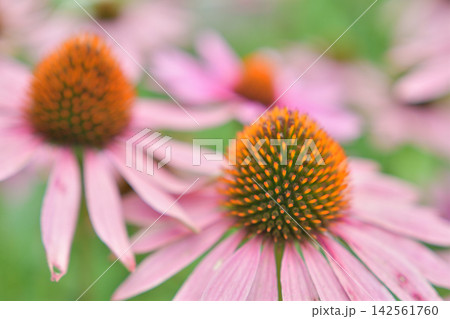 エキナセアの花 エキナセアの花 142561760