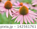 エキナセアの花 142561761