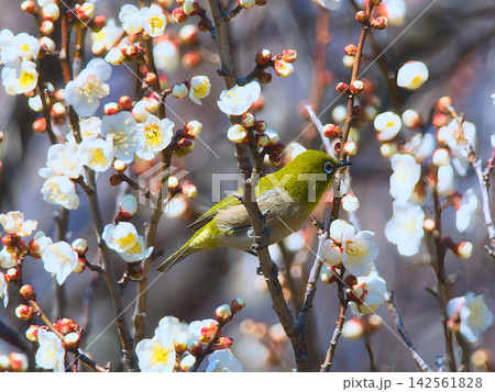 梅の花の蜜を吸うメジロ 142561828