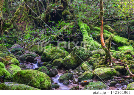 屋久島白谷雲水峡 苔むす渓流渓谷(秋 屋久島白谷雲水峡 苔むす渓流渓谷(秋 142561965
