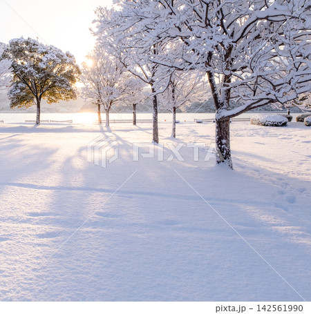 新雪が朝の光でオレンジ色に輝く公園の風景　東郷池周辺 142561990