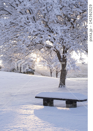 新雪が朝の光でオレンジ色に輝く公園の風景 東郷池周辺 新雪が朝の光でオレンジ色に輝く公園の風景 東郷池周辺 142562029