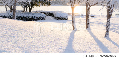 新雪が朝の光でオレンジ色に輝く公園の風景 東郷池周辺 新雪が朝の光でオレンジ色に輝く公園の風景 東郷池周辺 142562035