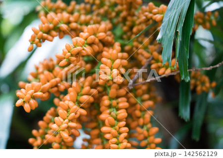 八丈植物公園のクロツグ 142562129