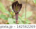 マムシグサ 142562269