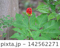 マムシグサ 142562271
