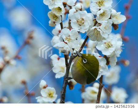 梅の蜜を吸うメジロ 梅の蜜を吸うメジロ 142562316