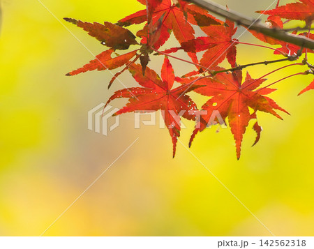 鮮やかな紅葉 鮮やかな紅葉 142562318