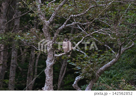 知床の原生林にとまる野生のシマフクロウ 142562852