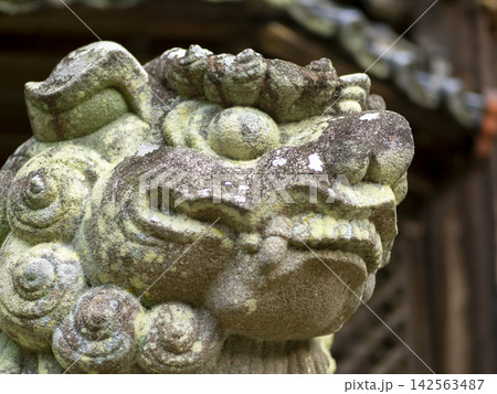 神社の狛犬 クローズアップ 神社の狛犬 クローズアップ 142563487