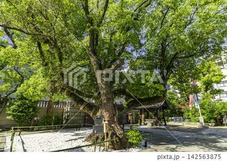 大阪 博労町 難波神社 大楠 大阪府大阪市 大阪 博労町 難波神社 大楠 大阪府大阪市 142563875