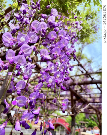 青空に映える藤の花 青空に映える藤の花 142563876