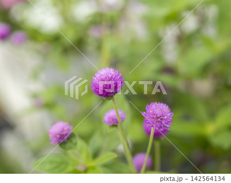 公園の花壇に咲くセンニチコウの花 142564134