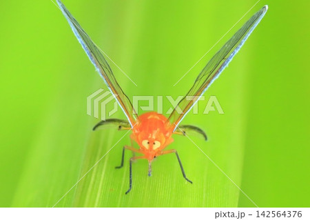 昆虫界一の変顔 昆虫界一の変顔 142564376