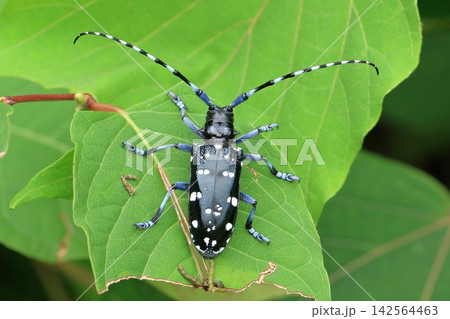 長い触覚が特徴のゴマダラカミキリ 長い触覚が特徴のゴマダラカミキリ 142564463