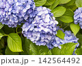 手毬咲きのアジサイ 142564492