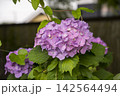 梅雨の晴れ間に咲くアジサイ 142564494