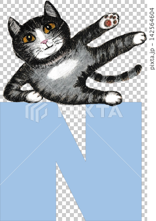 N. Cat enjoying yoga N. Cat enjoying yoga 142564604