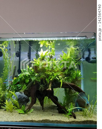 流木レイアウトの水草水槽を泳ぐディスカス 流木レイアウトの水草水槽を泳ぐディスカス 142564740