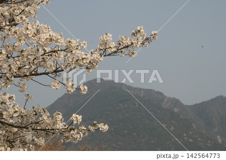 桜と眉山 桜と眉山 142564773