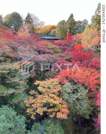 色鮮やかな紅葉に包まれる日本の秋の風景 142564803
