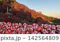 紅葉に彩られた寺院に並ぶたくさんの赤いだるま 142564809