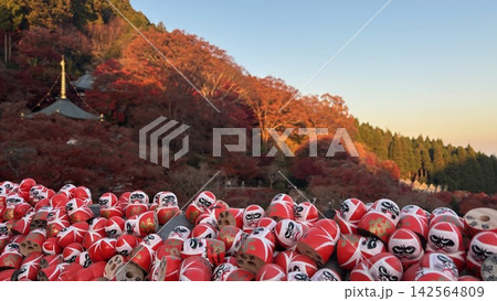 紅葉に彩られた寺院に並ぶたくさんの赤いだるま 142564809