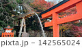 紅葉に彩られただるまと朱色の鳥居が印象的な秋の寺社風景 142565024