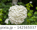 白いアジサイ 142565037