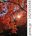 木漏れ日に輝く鮮やかな赤いモミジの紅葉 142565048