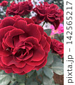 エレガントに開花した真っ赤な薔薇の花 142565217