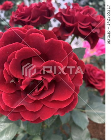 エレガントに開花した真っ赤な薔薇の花 142565217