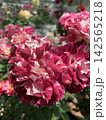 個性的な斑入り模様の薔薇の花びら 142565218