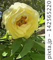 優雅に咲き誇るクリームイエローの牡丹の花 142565220