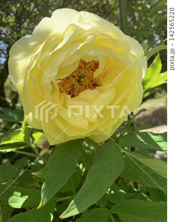 優雅に咲き誇るクリームイエローの牡丹の花 142565220