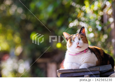 尾道千光寺公園の野良猫 尾道千光寺公園の野良猫 142565230