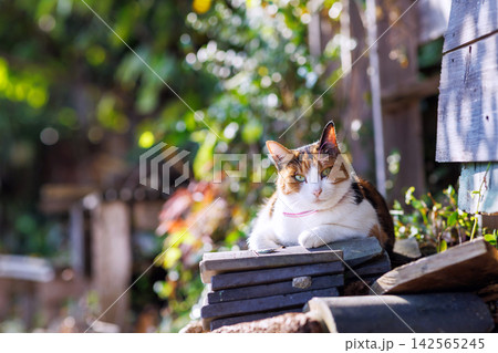 尾道千光寺公園の野良猫 142565245