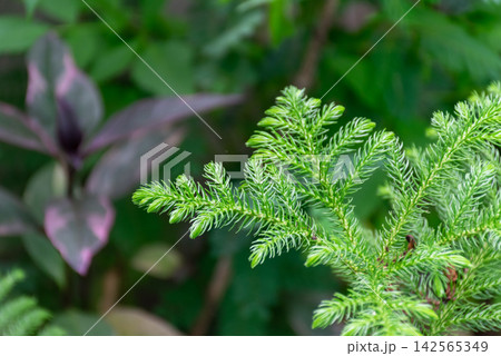 Fresh green evergreen branches delicate needlelike foliage growing lush ornamental garden against soft natural background Fresh green evergreen branches delicate needlelike foliage growing lush ornamental garden against soft natural background 142565349
