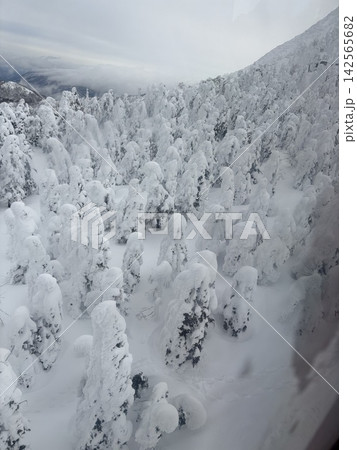 樹氷の付いたエビの尻尾 樹氷の付いたエビの尻尾 142565682