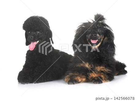 poodles in studio poodles in studio 142566078