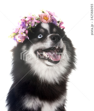 Pomsky in studio Pomsky in studio 142566093
