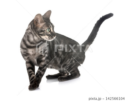 bengal kitten in studio bengal kitten in studio 142566104