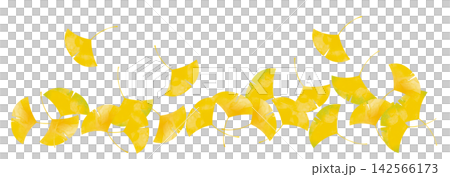 Ginkgo background illustration Ginkgo background illustration 142566173