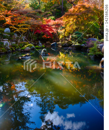 紅葉の名所/徳明園(群馬県高崎市) 紅葉の名所/徳明園(群馬県高崎市) 142566266
