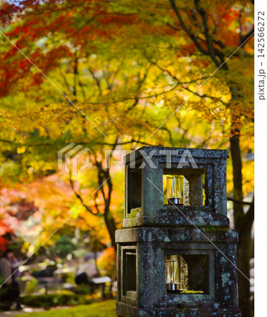 紅葉の名所/徳明園(群馬県高崎市) 紅葉の名所/徳明園(群馬県高崎市) 142566272