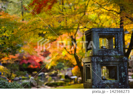 紅葉の名所/徳明園(群馬県高崎市) 紅葉の名所/徳明園(群馬県高崎市) 142566273