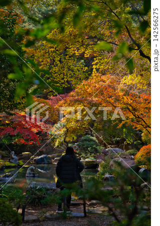 紅葉の名所/徳明園(群馬県高崎市) 紅葉の名所/徳明園(群馬県高崎市) 142566275