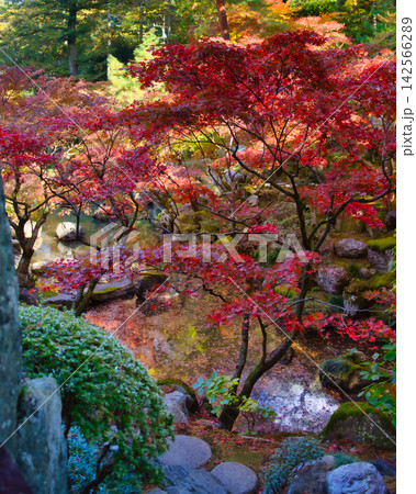 紅葉の名所/徳明園(群馬県高崎市) 紅葉の名所/徳明園(群馬県高崎市) 142566289