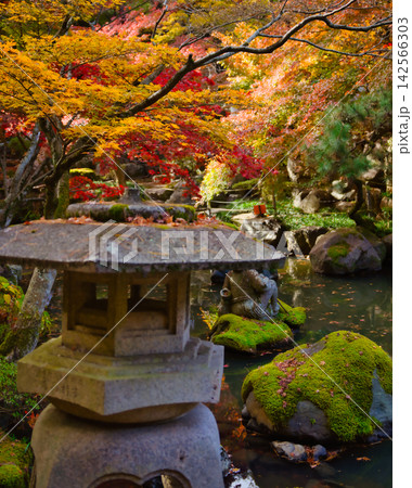 紅葉の名所/徳明園(群馬県高崎市) 紅葉の名所/徳明園(群馬県高崎市) 142566303